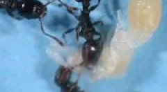 U murai kraljevstvo je zabilježio rizike robova